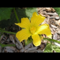 Courge-torchon, Luffa cylindrica (fam Cucurbitacees) (Afr., Asie tropicale) (2)